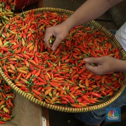 Jelang Natal, Harga Cabai Makin Nggak Damai