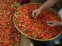 Jelang Natal, Harga Cabai Makin Nggak Damai