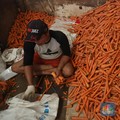 Cuaca Ekstrem Ganggu Pasokan, Harga Wortel Melambung
