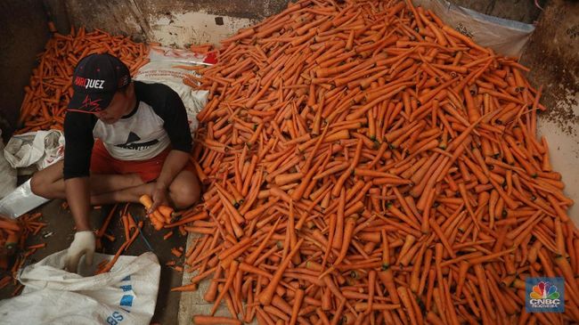 Cuaca Ekstrem Ganggu Pasokan, Harga Wortel Melambung