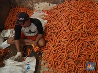 Cuaca Ekstrem Ganggu Pasokan, Harga Wortel Melambung