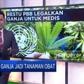 PBB Restui Ganja Jadi Tanaman Obat