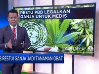 PBB Restui Ganja Jadi Tanaman Obat