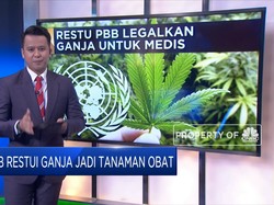 PBB Restui Ganja Jadi Tanaman Obat
