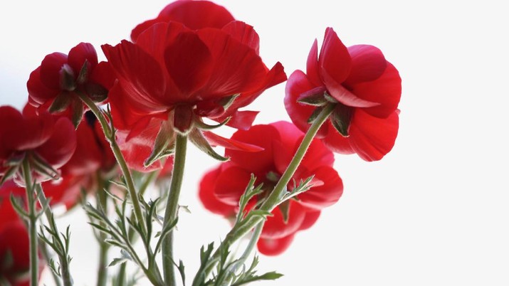 amarilis (Ist Piqsels.com) amarilis (Ist Piqsels.com)