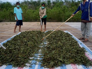 Apa Itu Tanaman Kratom yang Digenjot Jokowi Jadi Komoditas Ekspor?