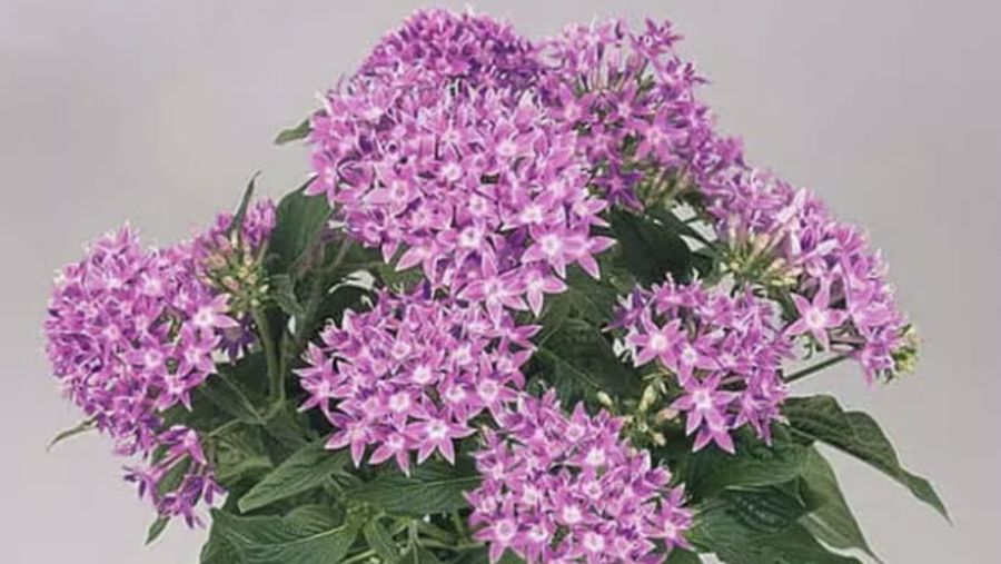 Bunga Pentas (Image by Brett Hondow from Pixabay)
