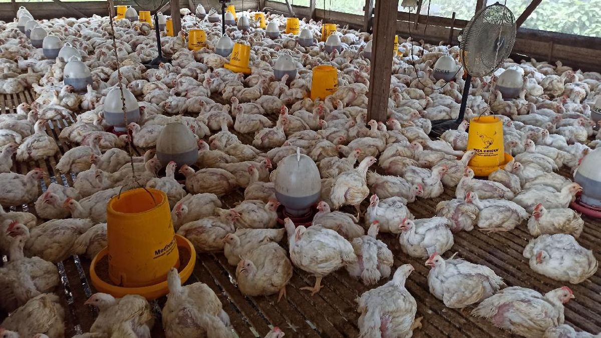 Harga Ayam di Kandang Makin Anjlok, Peternak Terancam Gulung Tikar! — NadiKabar.com