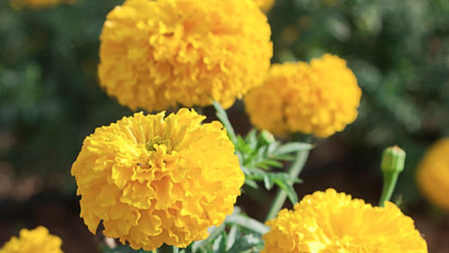 Tanaman hias Marigold. (Dok: Istimewa)