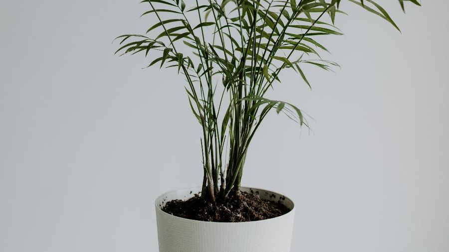 Chamaedorea Elegans (Photo by vadim kaipov on Unsplash)