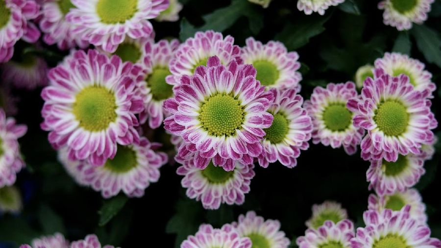 Chrysanthemum Morifolium