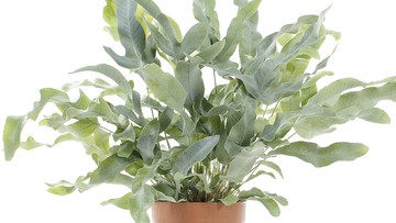 Pakis Bintang Biru Tanaman Hias Yang Diramal Ngehits Di 2021