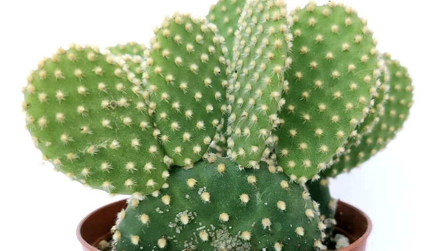 Bunny ear cactus. (Dok: Istimewa)