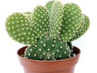 5 Tanaman Ini Disebut Lindungi Rumah dari Hal Gaib