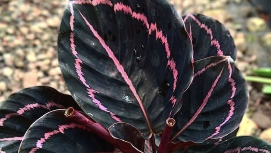 Velvet calathea. (Dok: Istimewa)