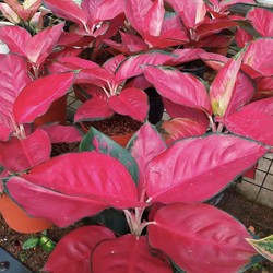 5 Tips Jitu Merawat Aglaonema Merah agar tidak Jadi Hijau