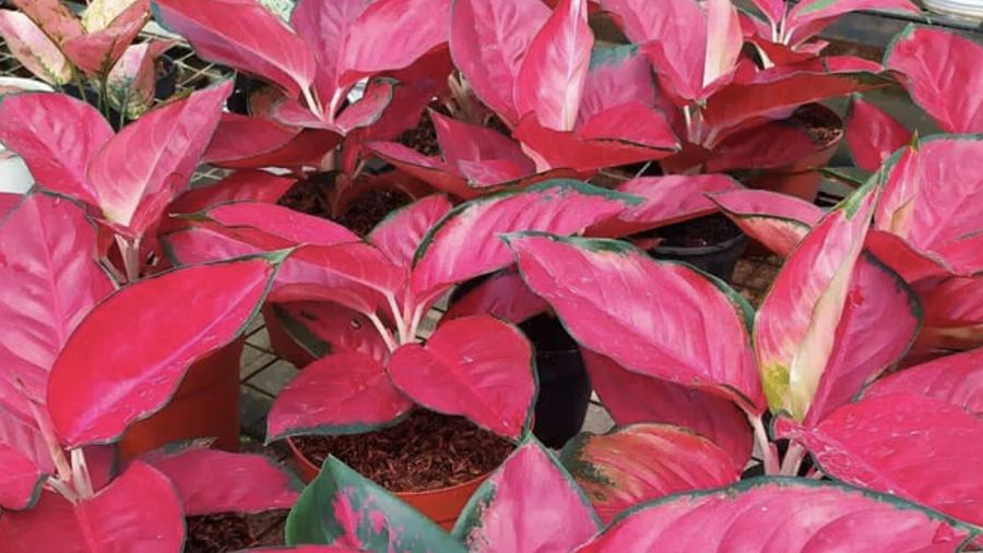 Aglaonema suksom. (Dok: Istimewa)