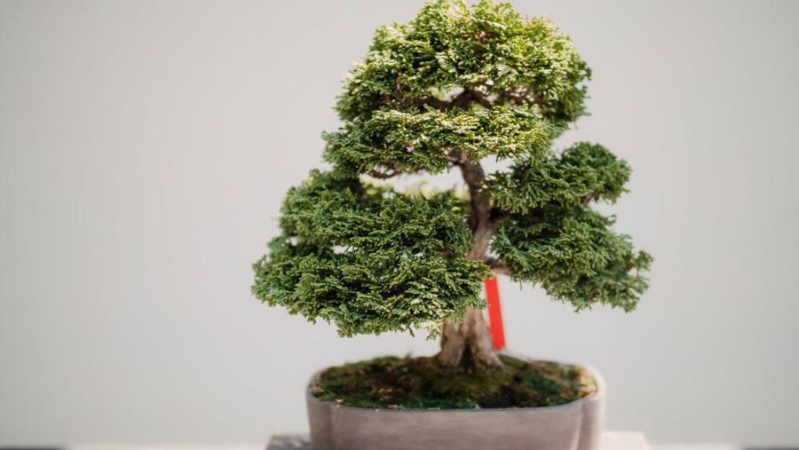 Bonsai (Photo by Todd Trapani from Pexels)