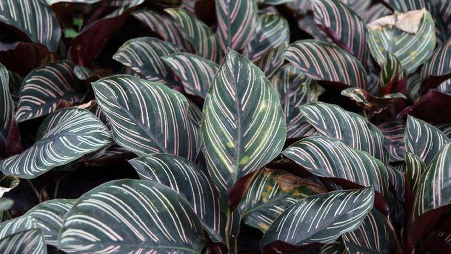 Calathea. (iStockphoto/Achisatha Khamsuwan)