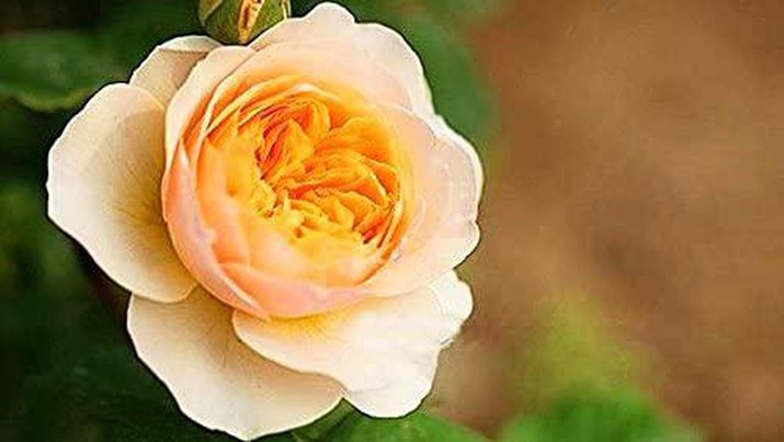 Juliet Rose. (Dok: Istimewa) Juliet Rose. (Dok: Istimewa)