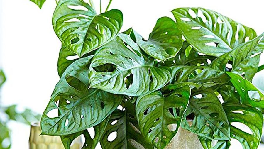 Monstera obliqua. (Dok: Istimewa)