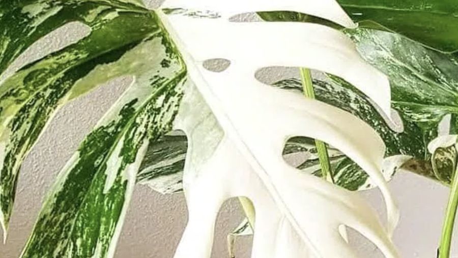 Monstera Variegata. (Dok: Istimewa)