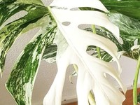 Harga Selangit, Ini Cara Merawat Tanaman Hias Monstera