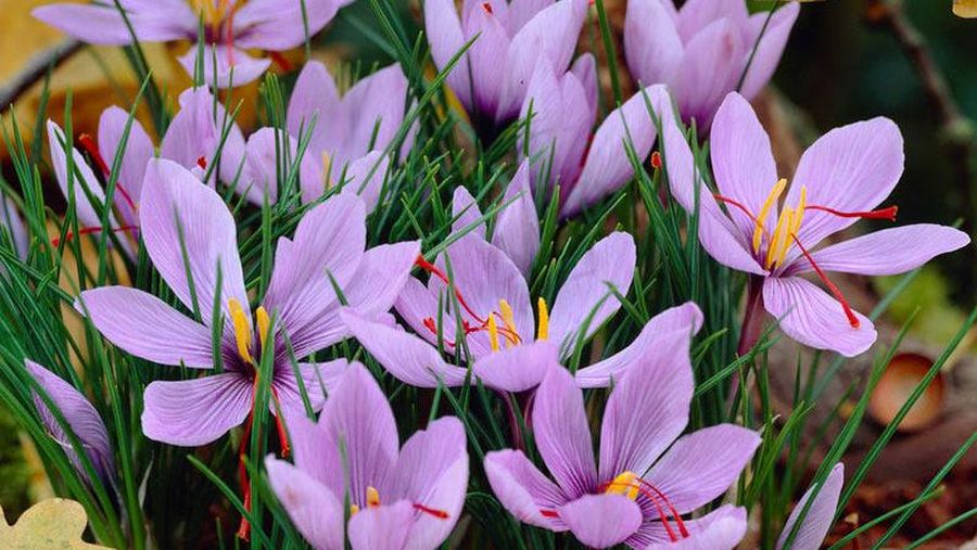 Saffron Crocus. (Dok: Istimewa)