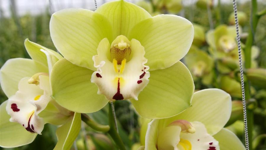 Shenzhen Nongke ORchid. (Dok: WALLSDESK)