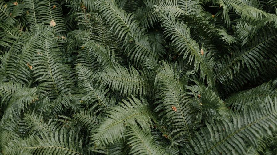 Blue star fern. (Dok: Istimewa Pexels