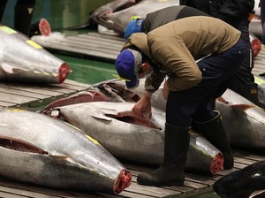 RI Minta Tambahan Kuota Penangkapan 3 Ribu Ton Tuna Sirip Biru