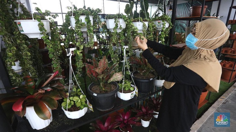 Bisnis Tanaman Hias (Cnbc Indonesia/Tri Susilo)