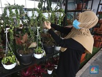 Tips Nih Bunda! Susu Cair Bisa Bikin Tanaman Hias jadi Mahal