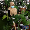 Gilak! Pria Ini Barter Rumah Rp 500 Juta Demi Tanaman Hias