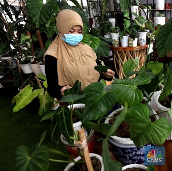 Intip Gurihnya Bisnis Tanaman Hias, Cuan Hingga Puluhan Juta!