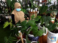 Gilak! Pria Ini Barter Rumah Rp 500 Juta Demi Tanaman Hias