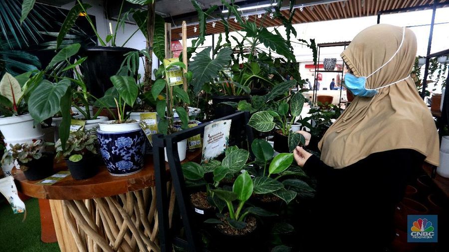 Bisnis Tanaman Hias (Cnbc Indonesia/Tri Susilo)