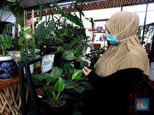 5 Jurus Membuat Koleksi Tanaman Hias Lebih Tertata