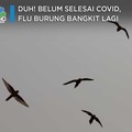 Duh! Belum Selesai Covid, Flu Burung Bangkit Lagi