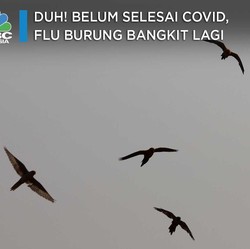 Duh! Belum Selesai Covid, Flu Burung Bangkit Lagi