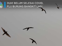 Duh! Belum Selesai Covid, Flu Burung Bangkit Lagi