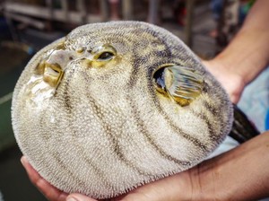 Eksotis tapi Ekstrem, 5 Makanan Tradisional Ini Punya Aturan Konsumsi Ketat