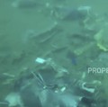 Apa Kabar Pencarian Blackbox SJ 182? Ini Penjelasan TNI AL