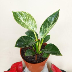 Ini 5 Tips Rawat Tanaman Hias Philodendron Birkin