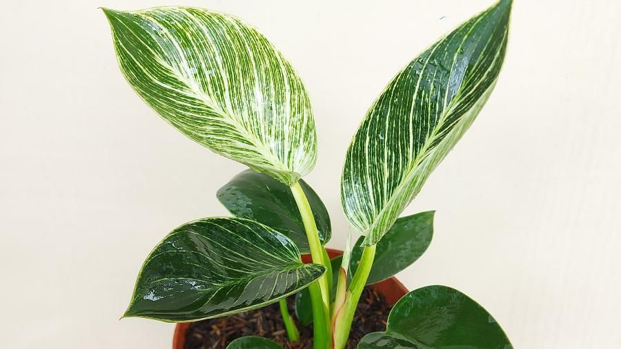 Tanaman Philodendron Birkin (Tangkapan Layar via Tokopedia/quincai flowers)