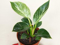Ini 5 Tips Rawat Tanaman Hias Philodendron Birkin