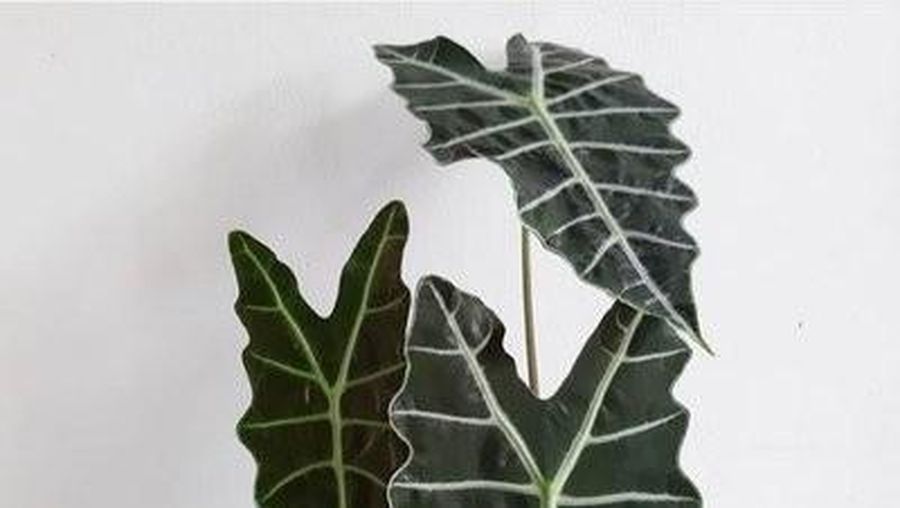 Keladi Amazon (Tangkapan Layar via Tokopedia/Naduh Store)