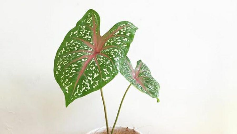 Keladi Bicolor (Tangkapan Layar via Tokopedia/lesantaman)