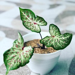 11 Tanaman Hias Keladi Cantik Dikoleksi, Sudah Punya?