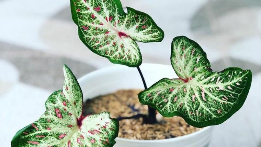 Keladi Gingerland (Tangkapan Layar via Tokopedia/Garden Yellow (Zelsa))